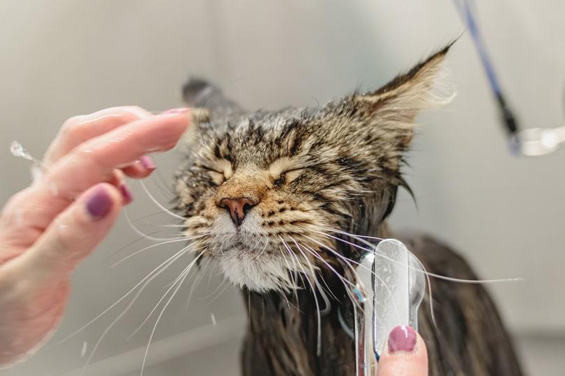 Banho em gatos: descubra a verdade (e os erros) com as respostas dos nossos especialistas!