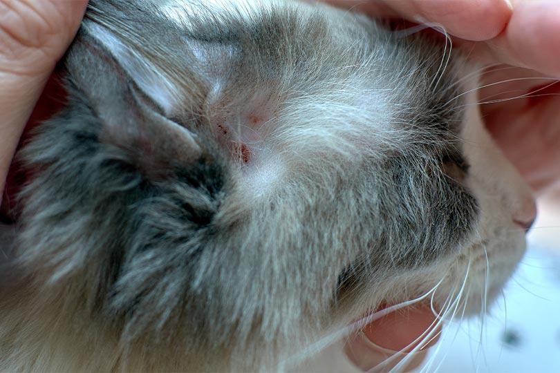 Doenças de Pele nos Gatos: saiba como se manifestam e quais as formas de tratamento
