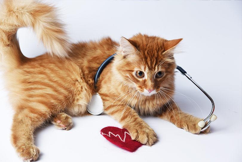 Ecocardiografia em gatos: respondemos às 8 dúvidas mais comuns