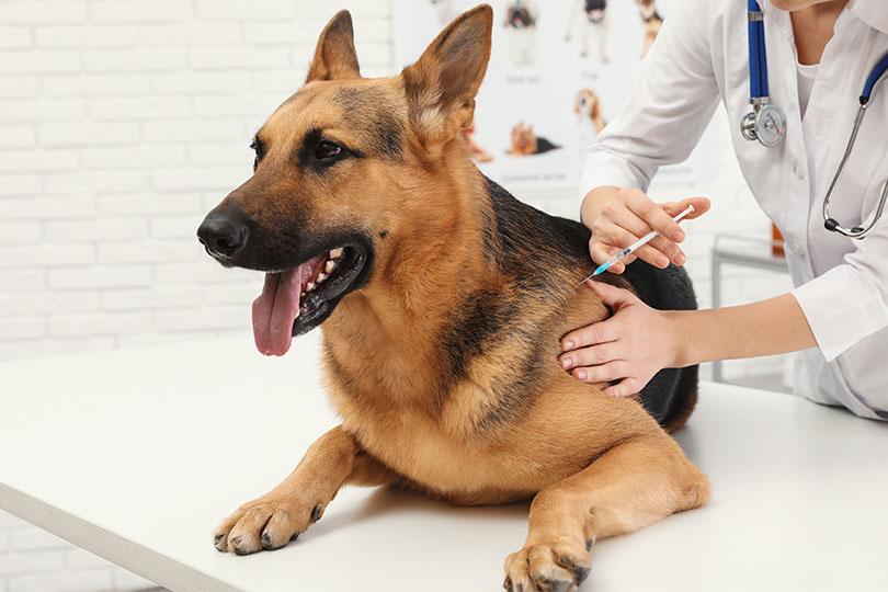 Guia de Vacinação do Cão: saiba quando dar as vacinas que podem salvar o seu amigo