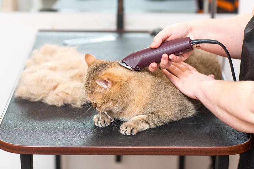 Tosquia do Gato: conheça os cuidados de higiene que garantem saúde e bem-estar